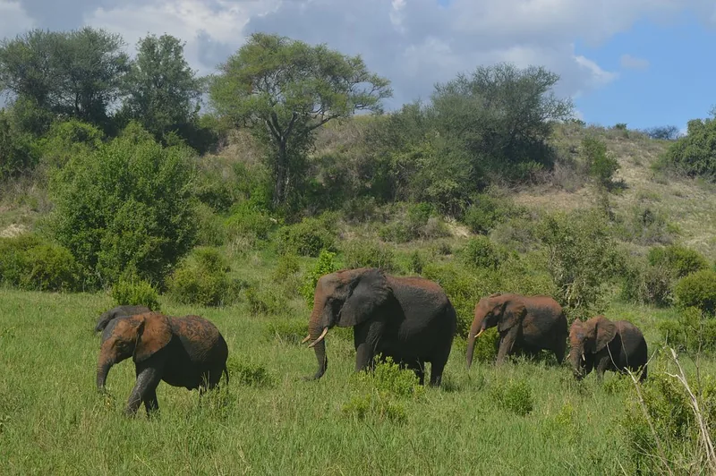 1 Day Elephant Paradise Trip to Tarangire National Park Tour gallery image